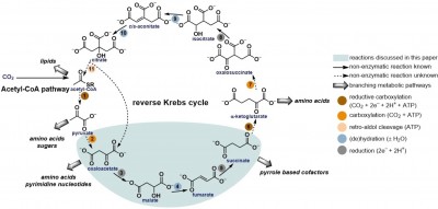 Cycle de Krebs inverse.jpg